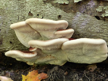 resinous polypores side view