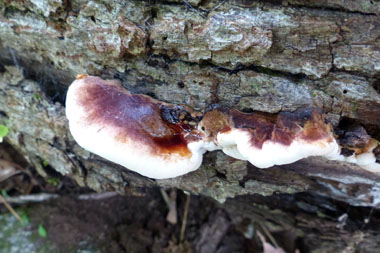 resinous polypores top view