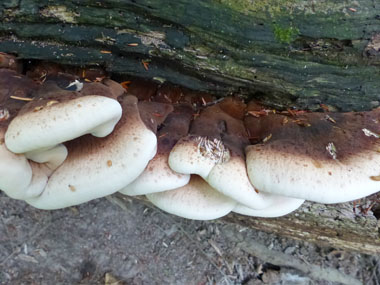 resinous polypores