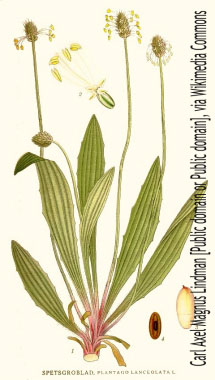 Plantago lanceolata