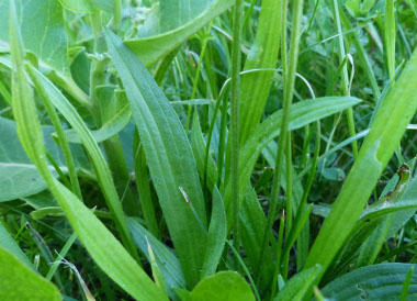 ribort leaves