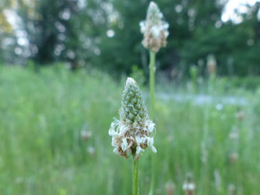 ribwort flower