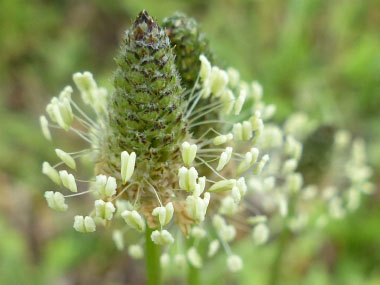 ribwort flowers