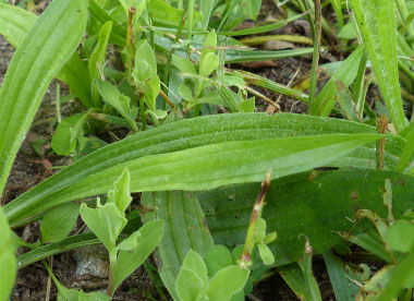 ribwort leaf