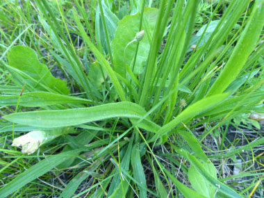 ribwort plant