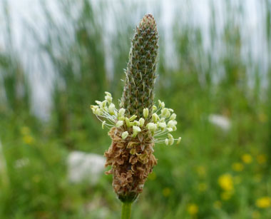 ribwort seedhead