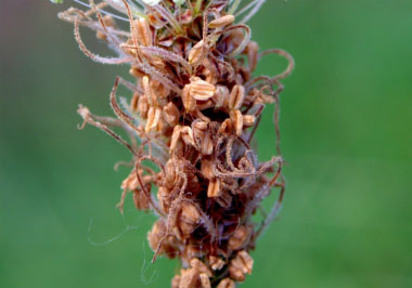 ribwort seeds