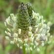 Ribwort