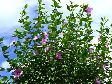 hibiscus syriacus