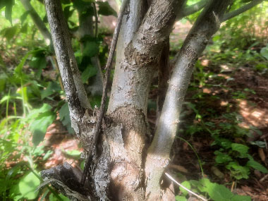 rose of sharon bark