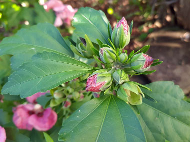 rose of sharon flower buds