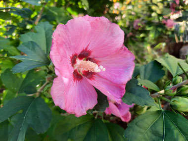 rose of sharon flowers