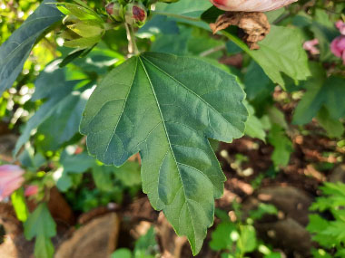 rose of sharon leaves