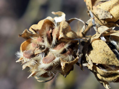 rose of sharon seeds