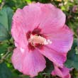 Rose of Sharon