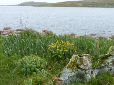 stonecrop plants