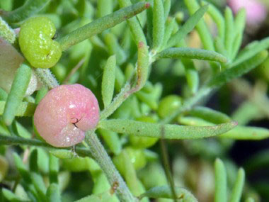 Saltbush leaves