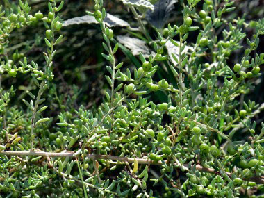 barrier saltbush shrub