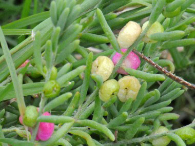 ruby saltbush fruit