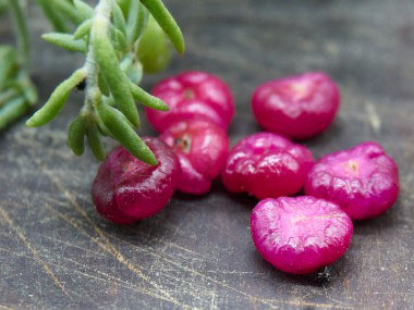 ruby saltbush ripe berries