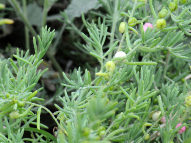 ruby saltbush