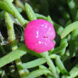 Ruby Saltbush