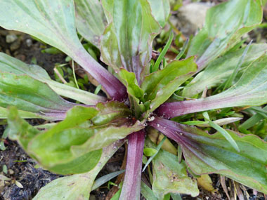 rugel plantain purple stem
