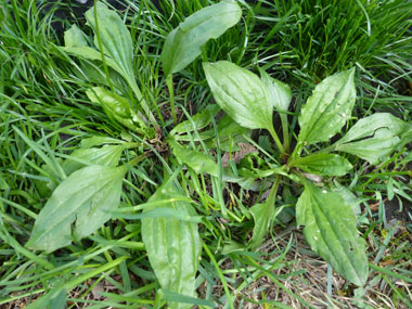 rugels plantain entire plant