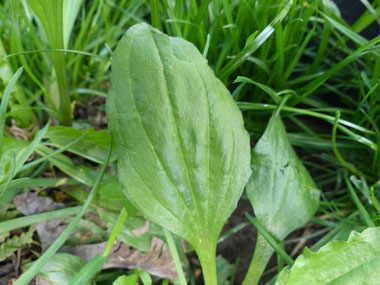 rugels plantain leaf
