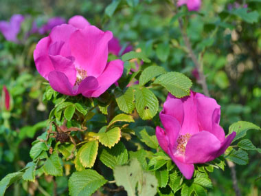 rosa rugosa flowers