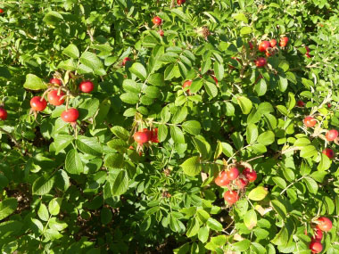 rose hip bush