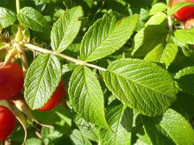 rose hip leaves