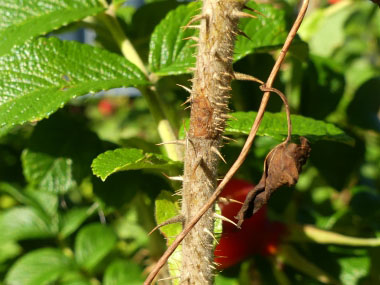 rose hip stem