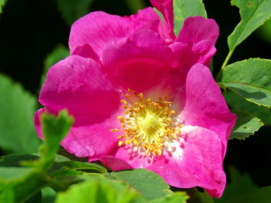 wrinkled rose flower