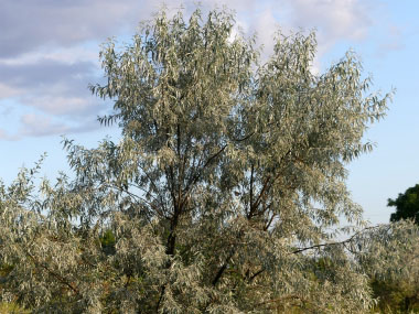 Elaeagnus angustifolia