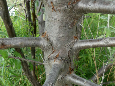 russian olive bark