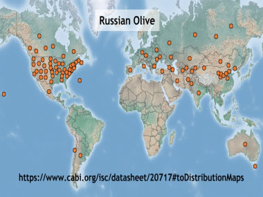 russian olive distribution