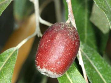 russian olive fruit