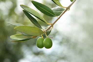 russian olive leaf bottom