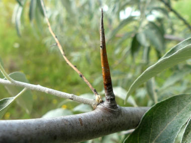 russian olive spine