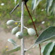 Russian Olive