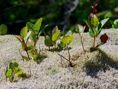 sala berry growth