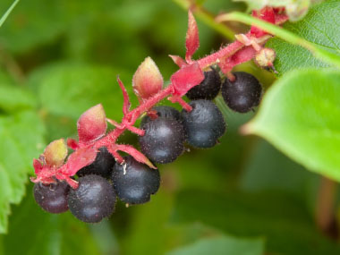 salal berries