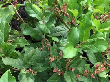 salal leaves