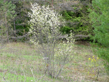 Amelanchier alnifolia