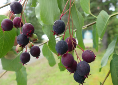 juneberries