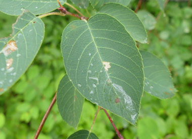 juneberry leaves