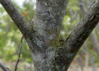 saskatoon bark