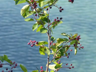 saskatoon berries