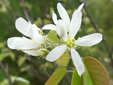 saskatoon flowers